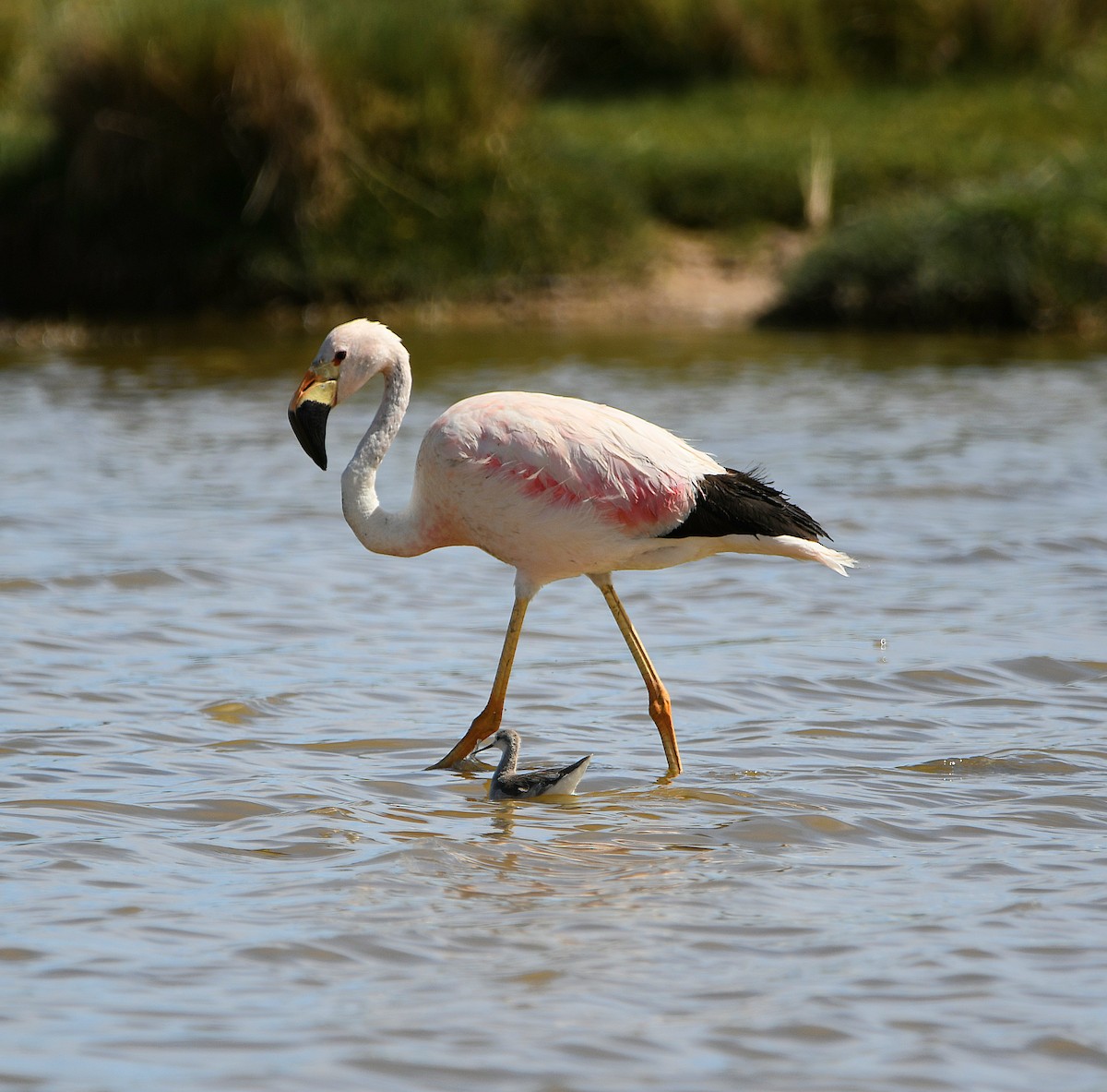 Wilson's Phalarope - ML588227701