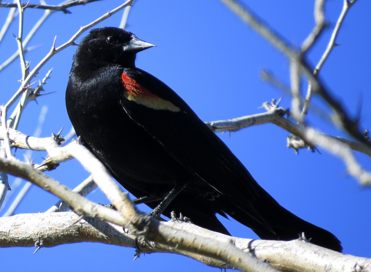 Red-winged Blackbird - ML58822771