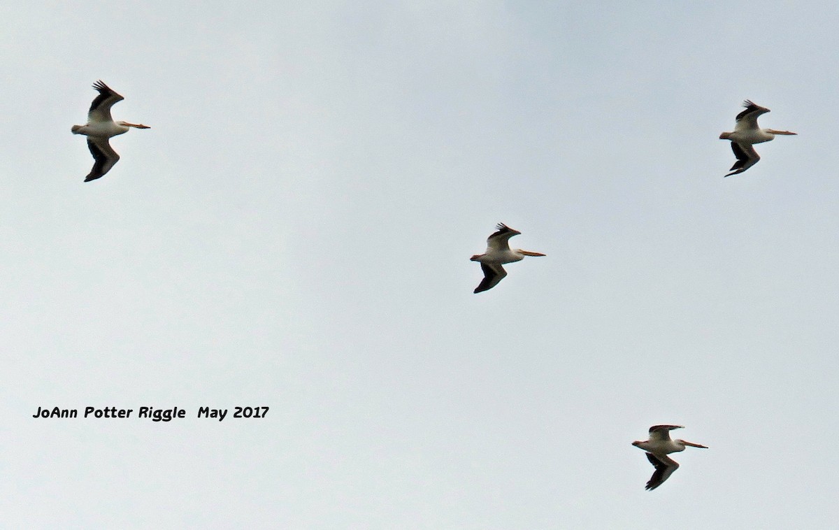 American White Pelican - ML58822901