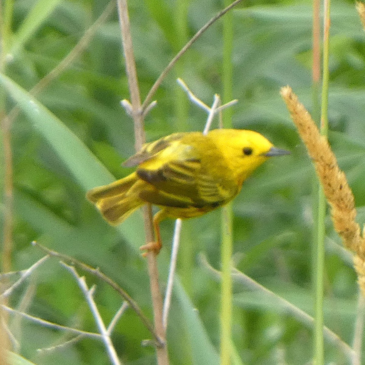 Yellow Warbler - ML588229641