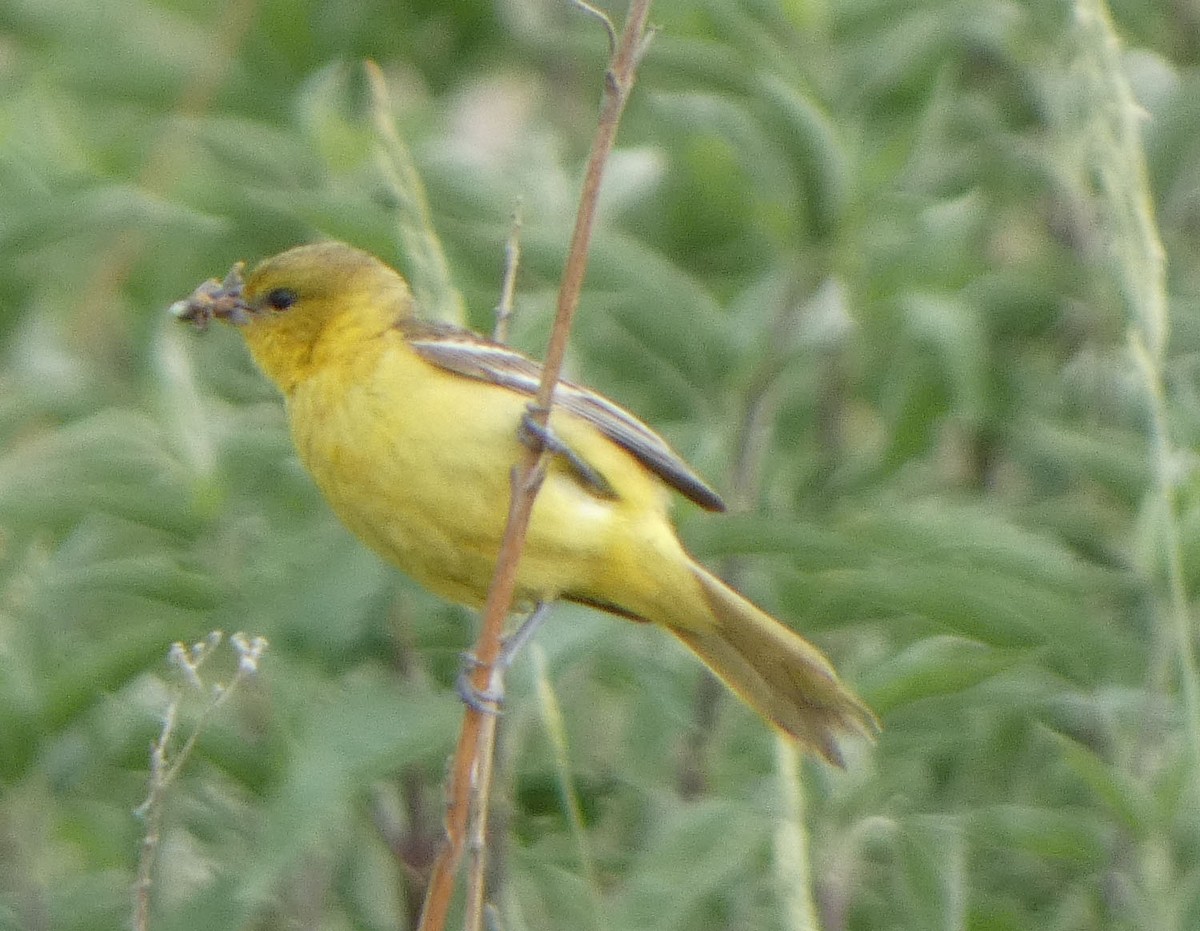 Orchard Oriole - Keith Roragen