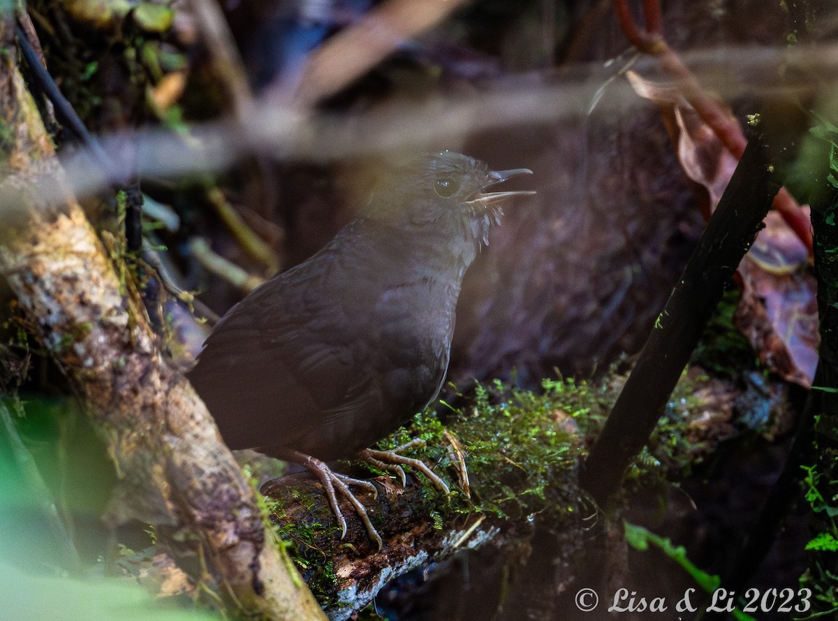 Magdalena Tapaculo (Yariguies) - ML588230711