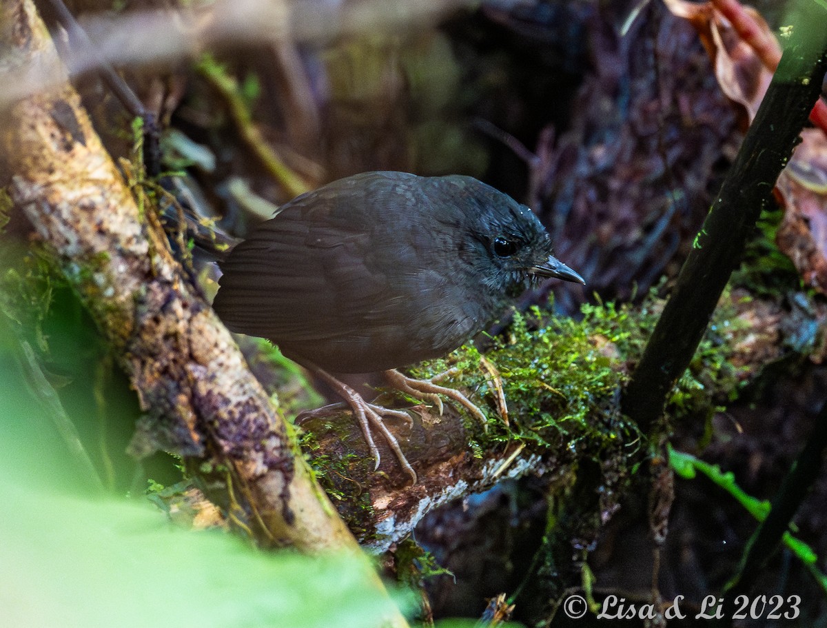 Magdalena Tapaculo (Yariguies) - Lisa & Li Li