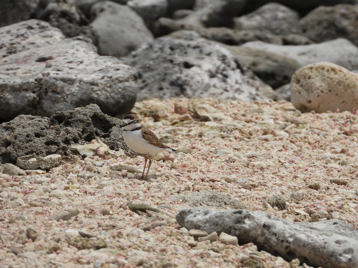 Wilson's Plover - ML588231311