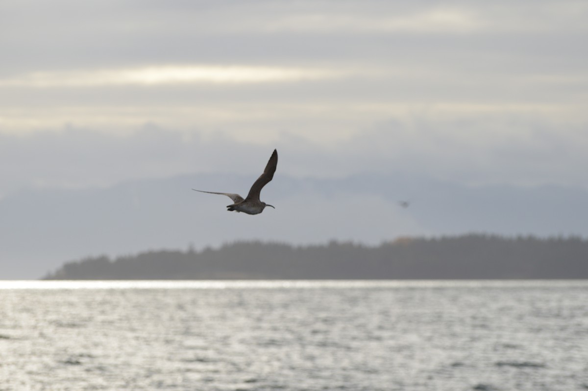 Hudsonian Whimbrel - ML588232391
