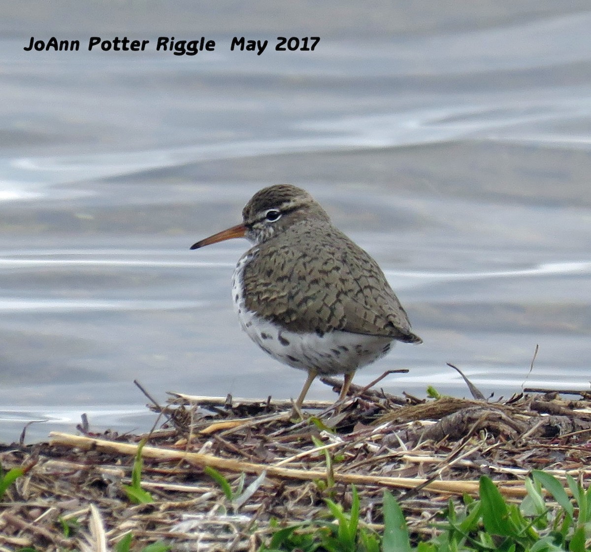 Spotted Sandpiper - ML58823301