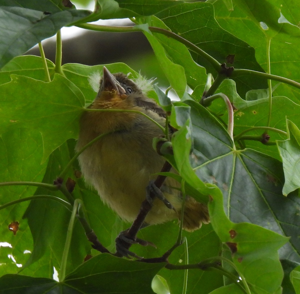 Baltimore Oriole - Susanne Meidel