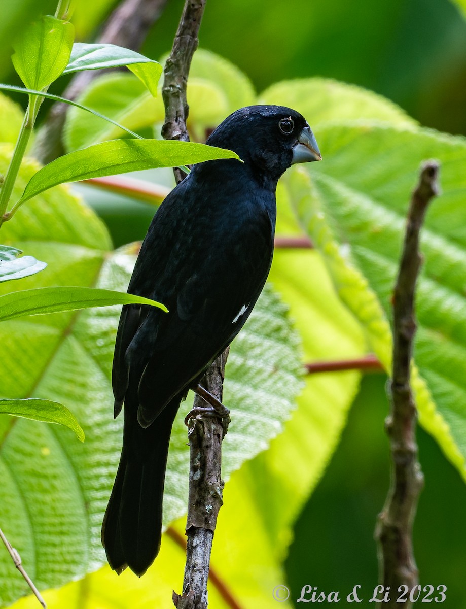 Large-billed Seed-Finch - ML588234111