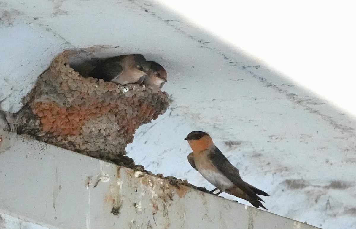 Cave Swallow - ML588234561