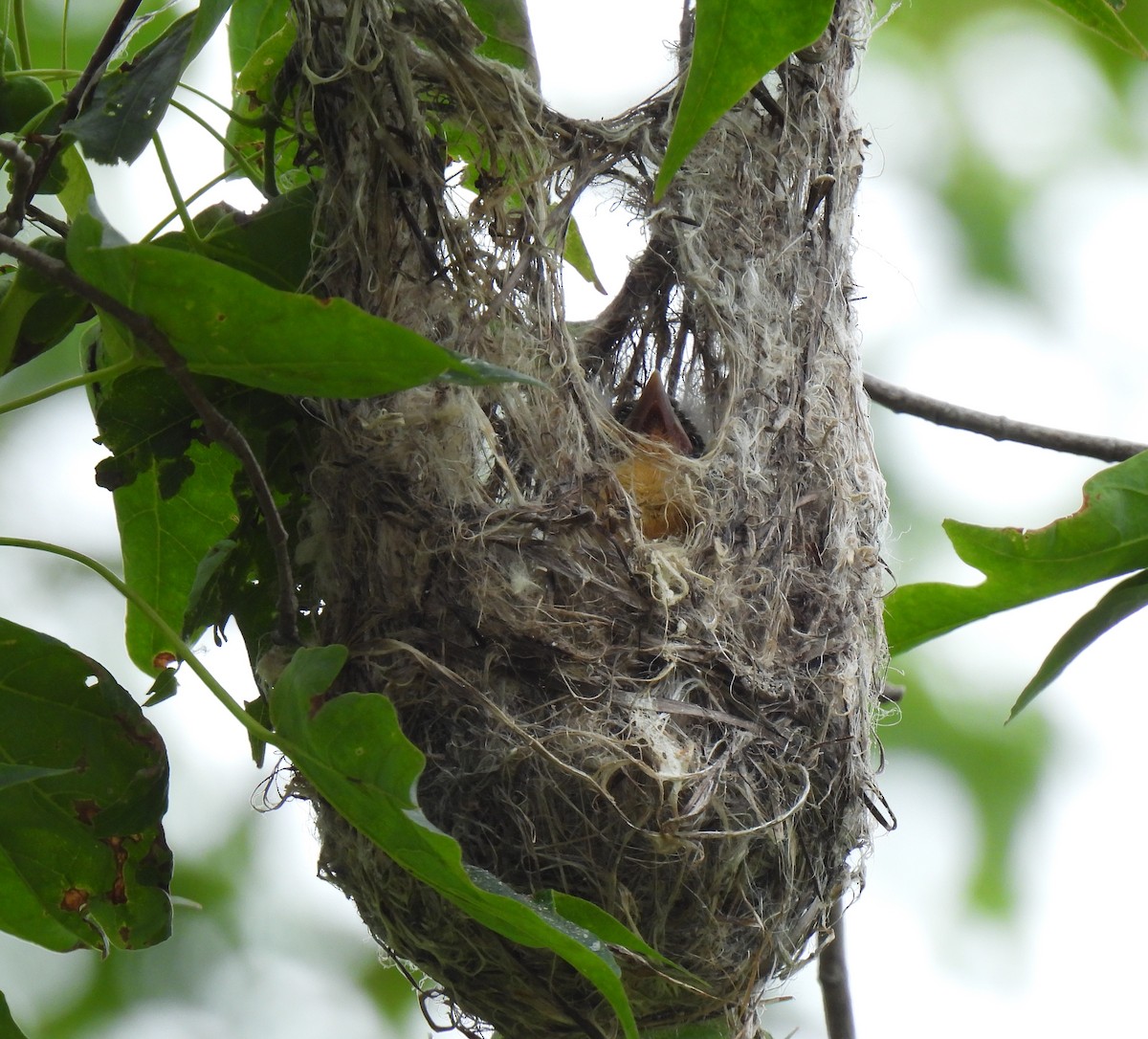 Baltimore Oriole - ML588235071