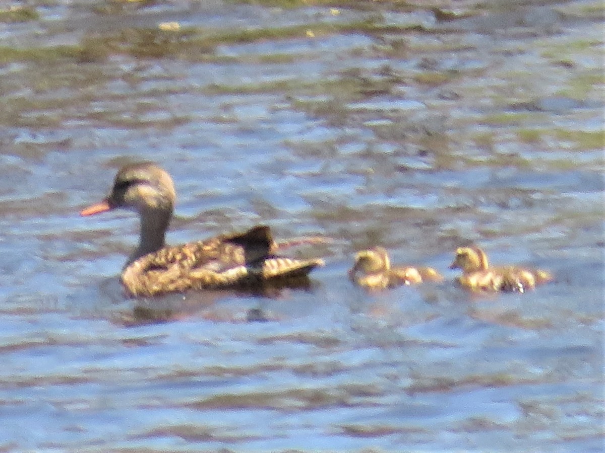 Gadwall - ML588235081