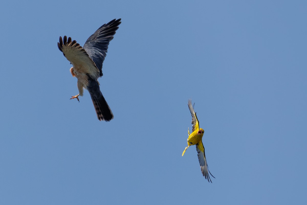 Eurasian Golden Oriole - ML588235511