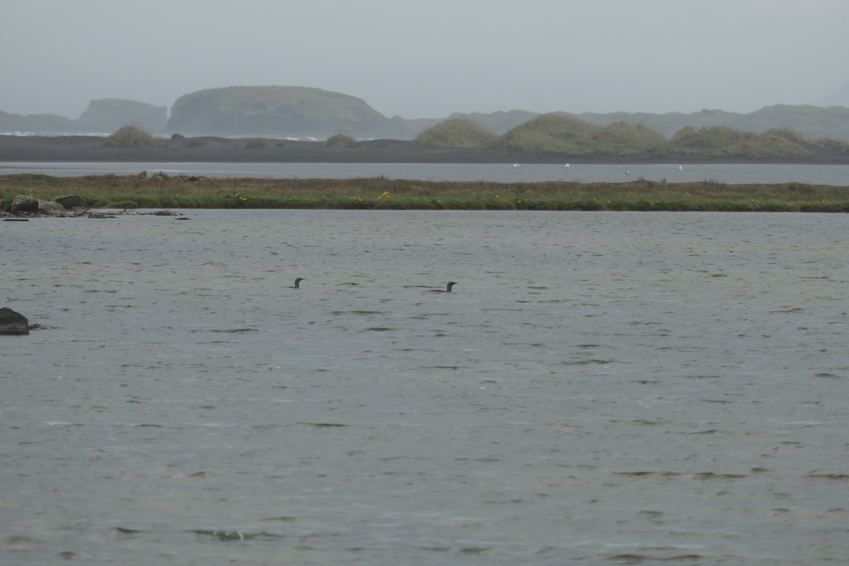 Red-throated Loon - ML588235521