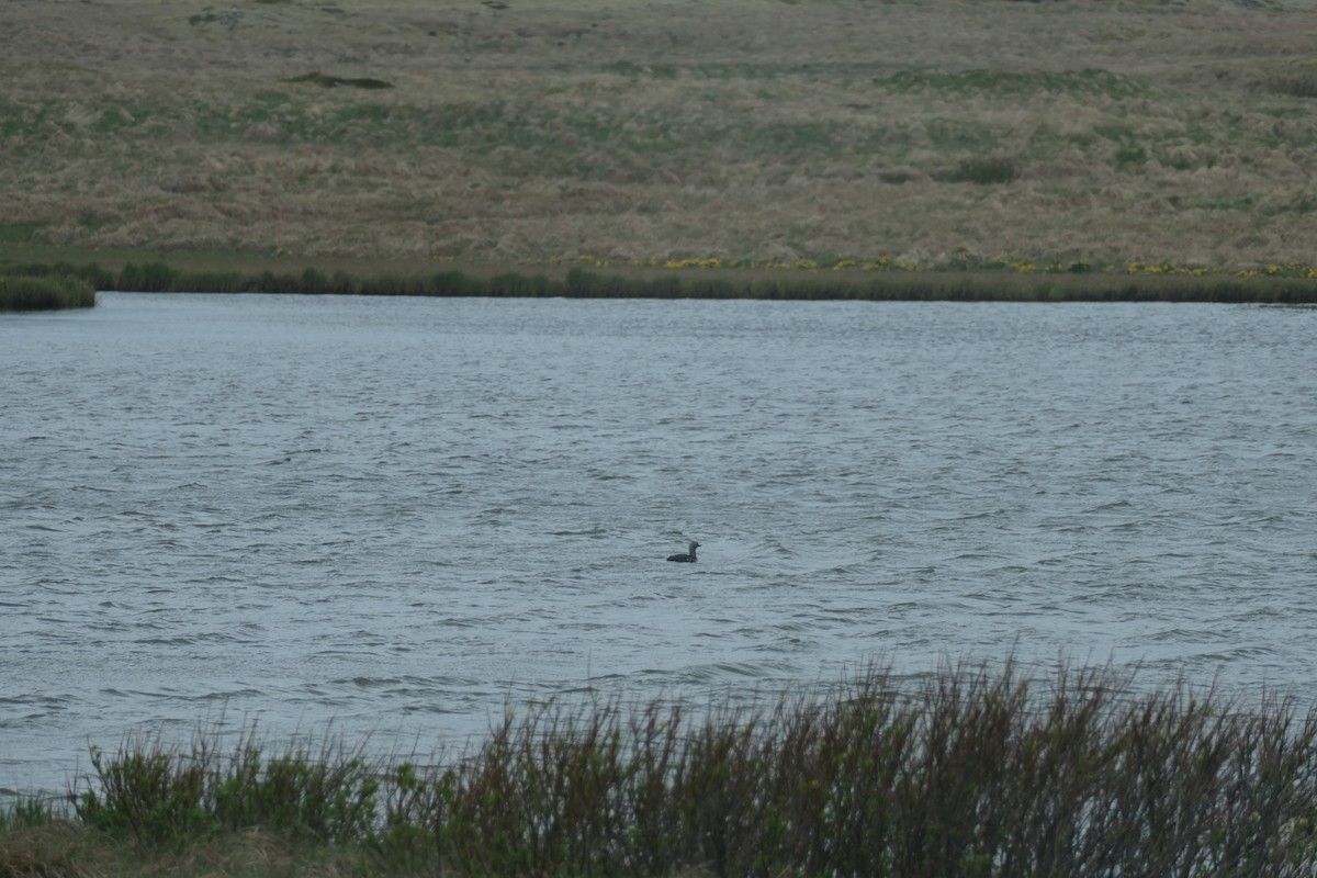 Red-throated Loon - ML588235661