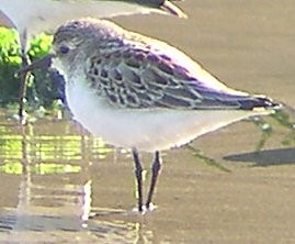 Red-necked Stint - ML588236071