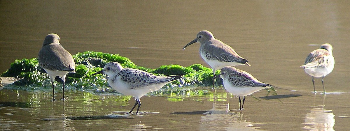 Red-necked Stint - Diane Pettey