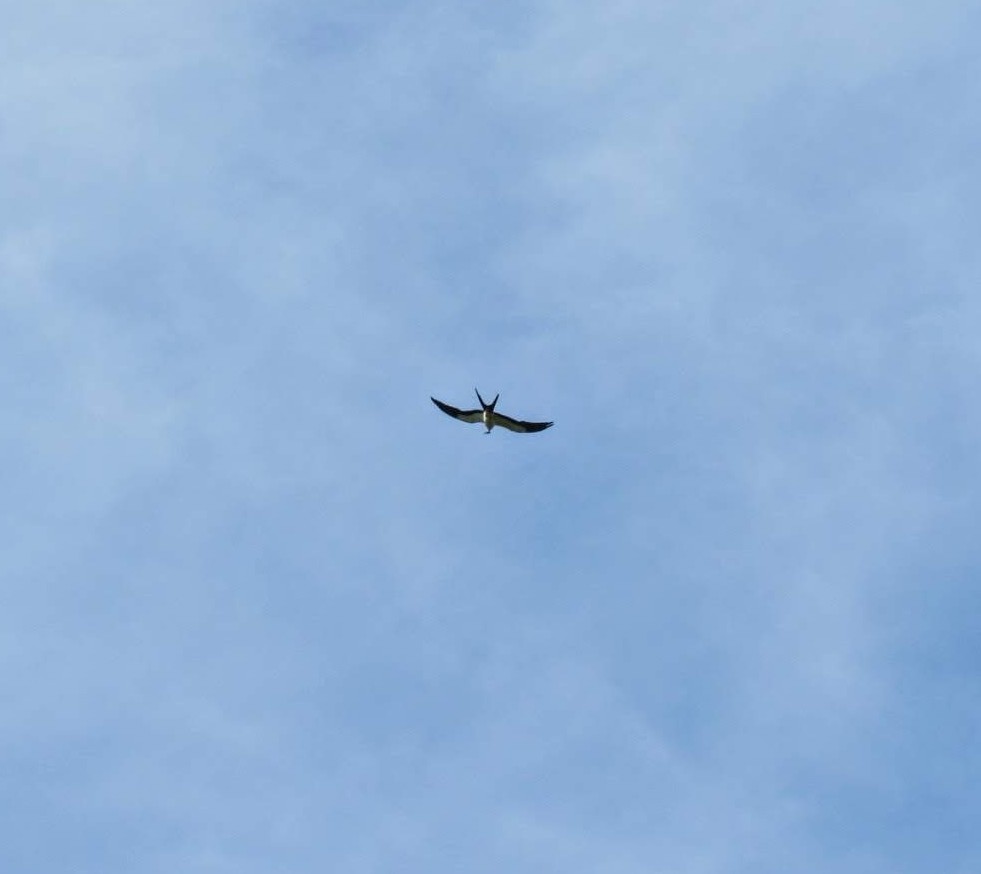 Swallow-tailed Kite - Marcia Yeip