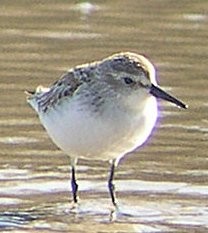 Red-necked Stint - Diane Pettey