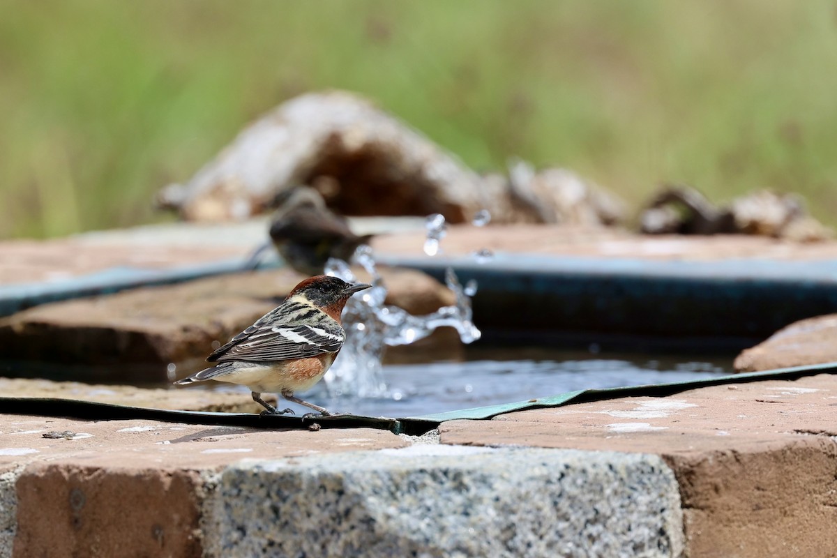 Bay-breasted Warbler - ML588236951