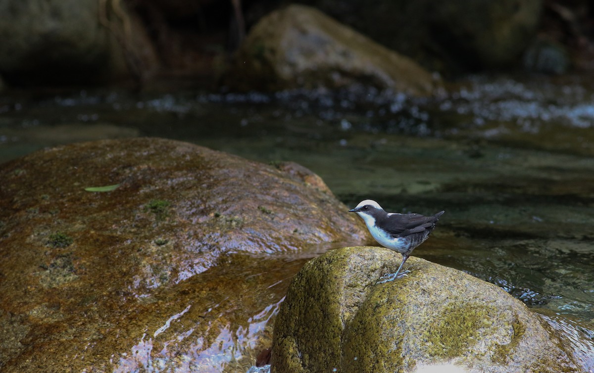 White-capped Dipper - ML588236971