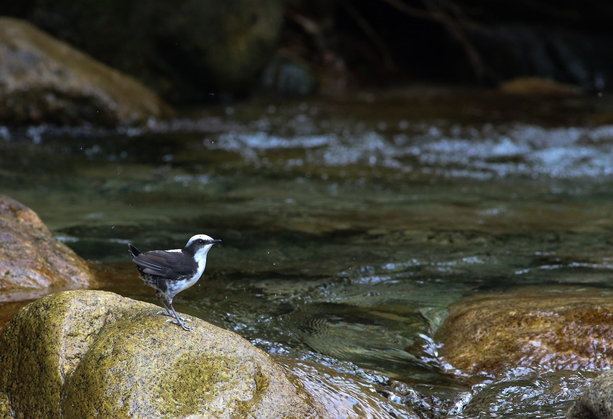 White-capped Dipper - ML588236981