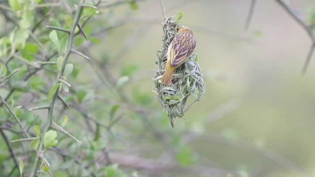 Lesser Masked-Weaver - ML588237171