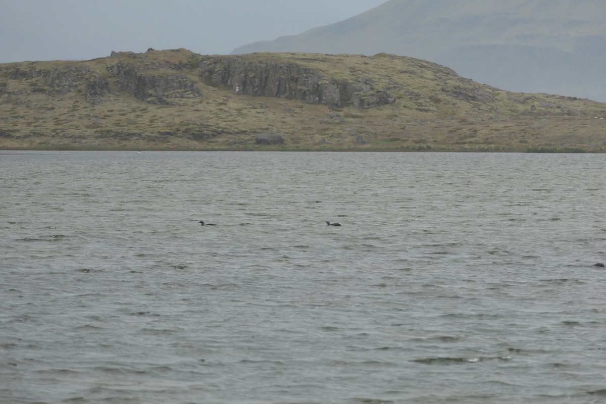 Red-throated Loon - ML588237191