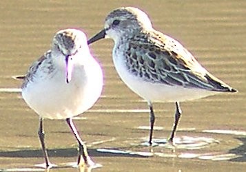 Red-necked Stint - ML588237461