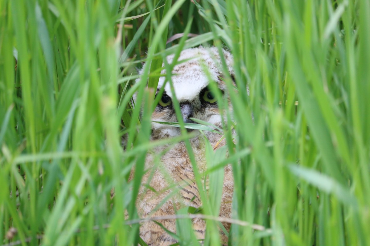 Great Horned Owl - ML58823771