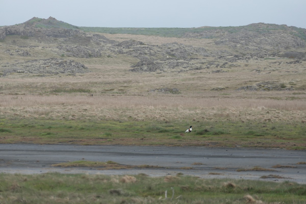Анхидал ангир - ML588238141