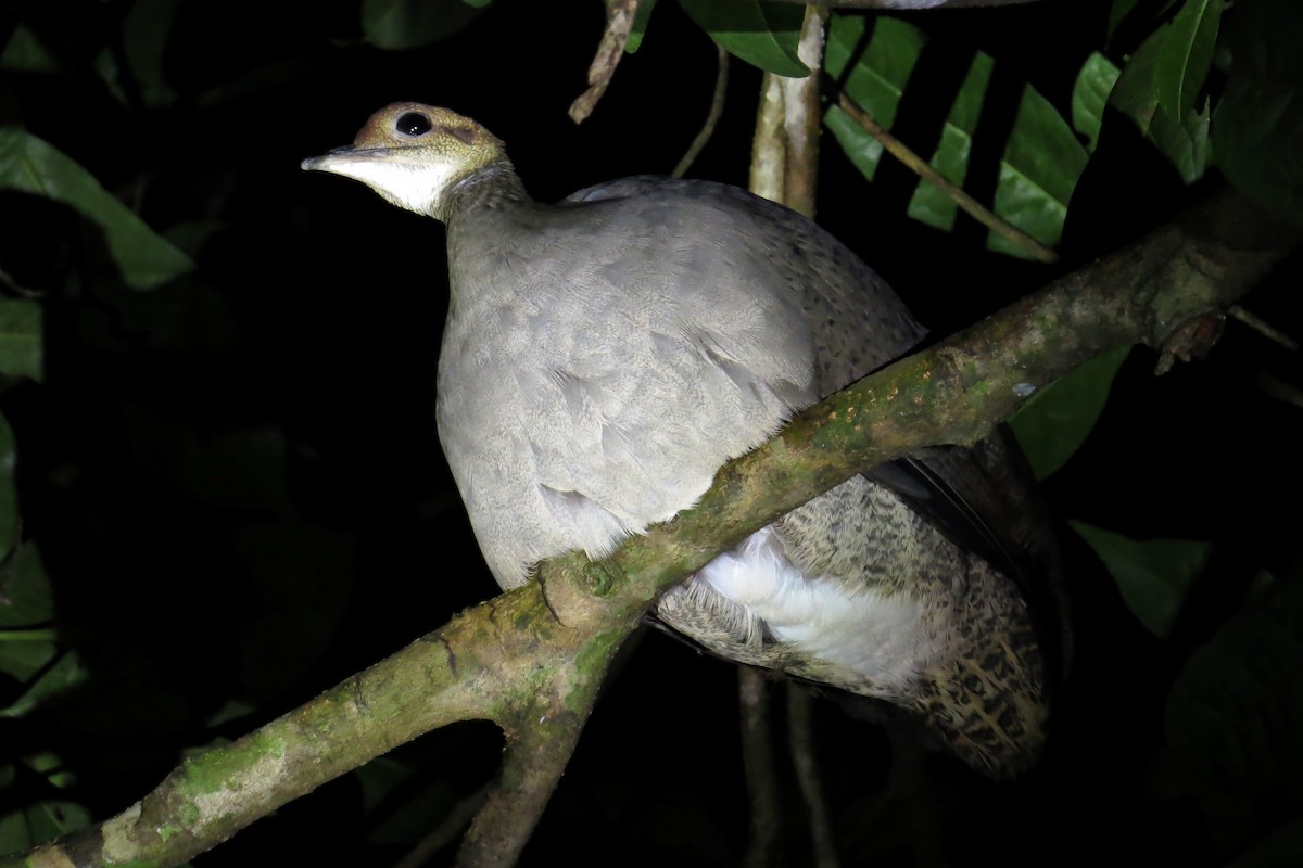 Great Tinamou - Tomaz Melo