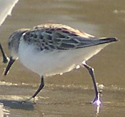 Red-necked Stint - Diane Pettey