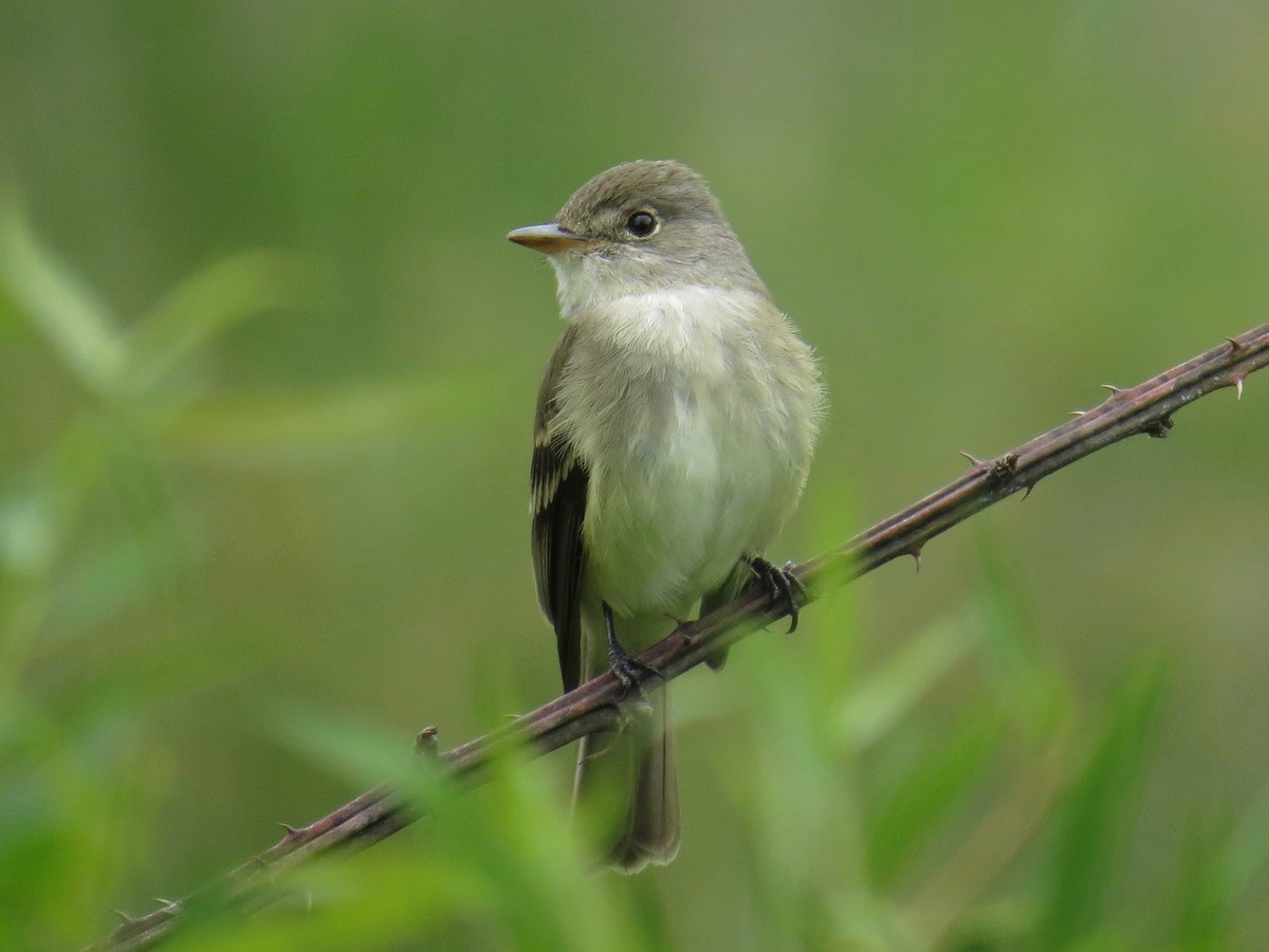 Willow Flycatcher - ML58823941