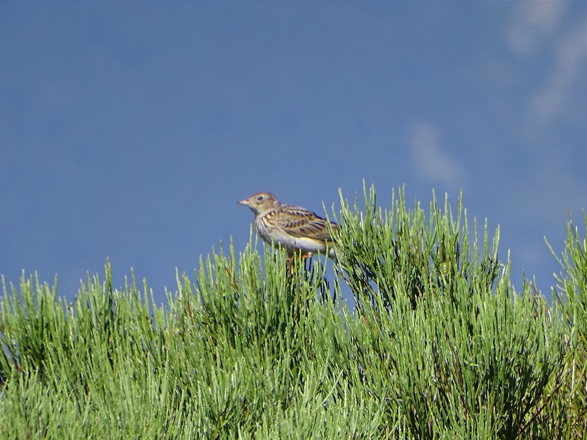 Eurasian Skylark - ML588239631