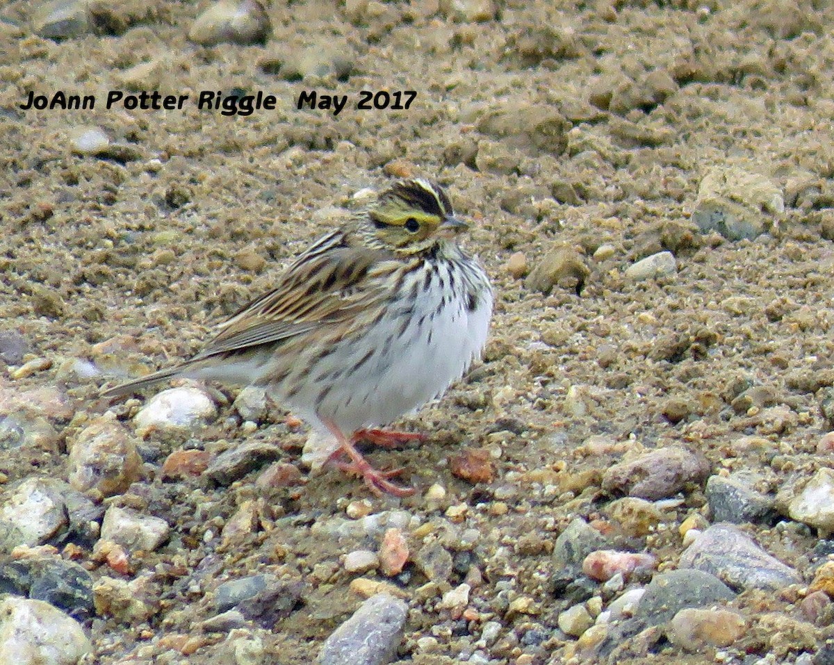 Savannah Sparrow - JoAnn Potter Riggle 🦤