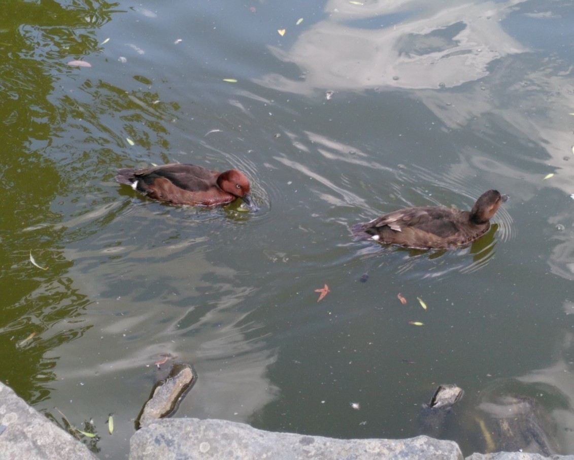 צולל ביצות - ML588241331