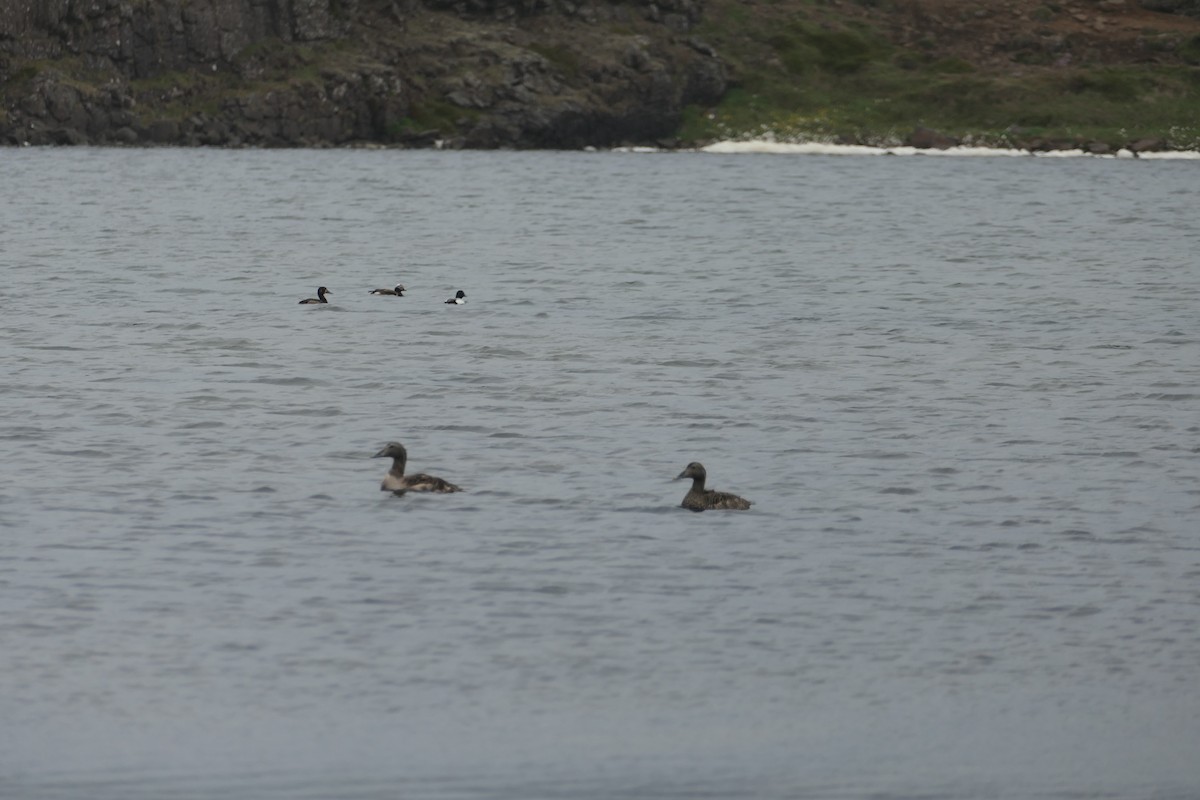 Common Eider - ML588241411