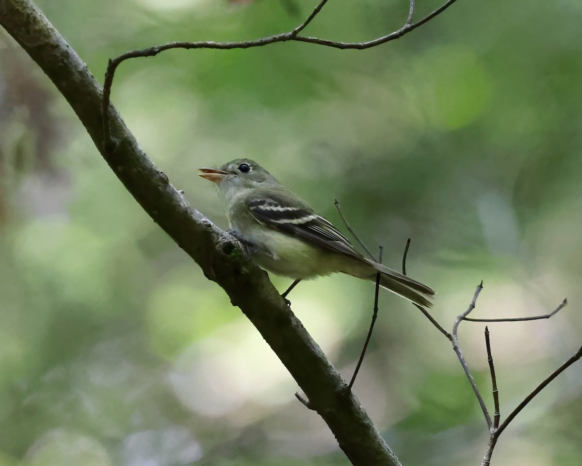 Acadian Flycatcher - ML588241451