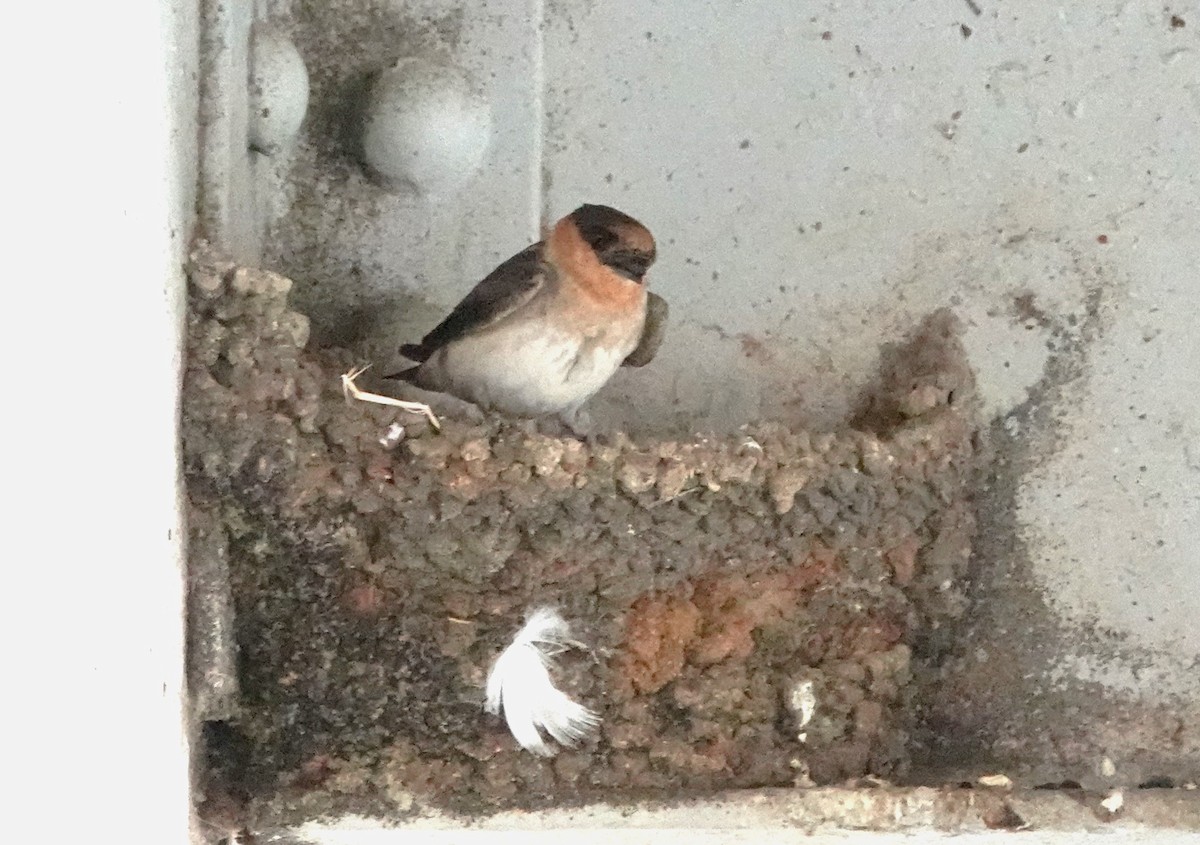 Cave Swallow - ML588241691