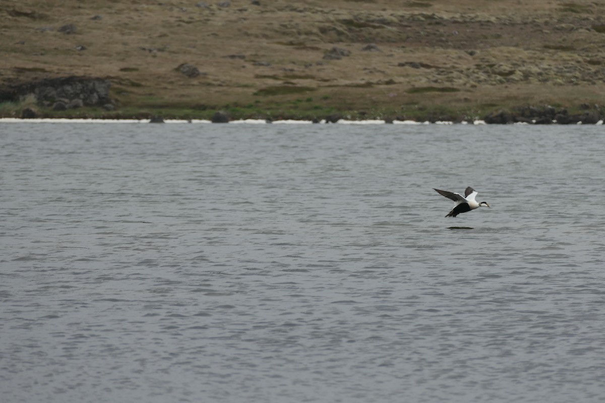 Common Eider - ML588241731