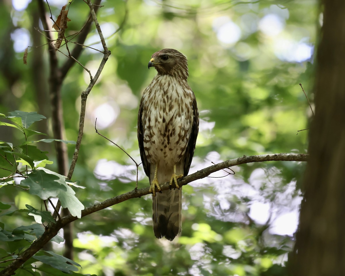 Red-shouldered Hawk - ML588242591