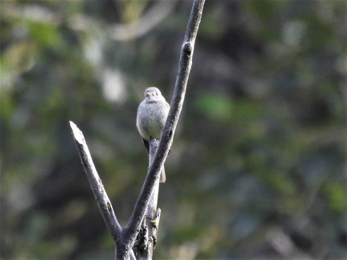 Hammond's Flycatcher - ML588242601