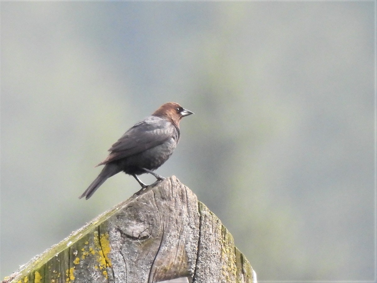 Brown-headed Cowbird - ML588243111