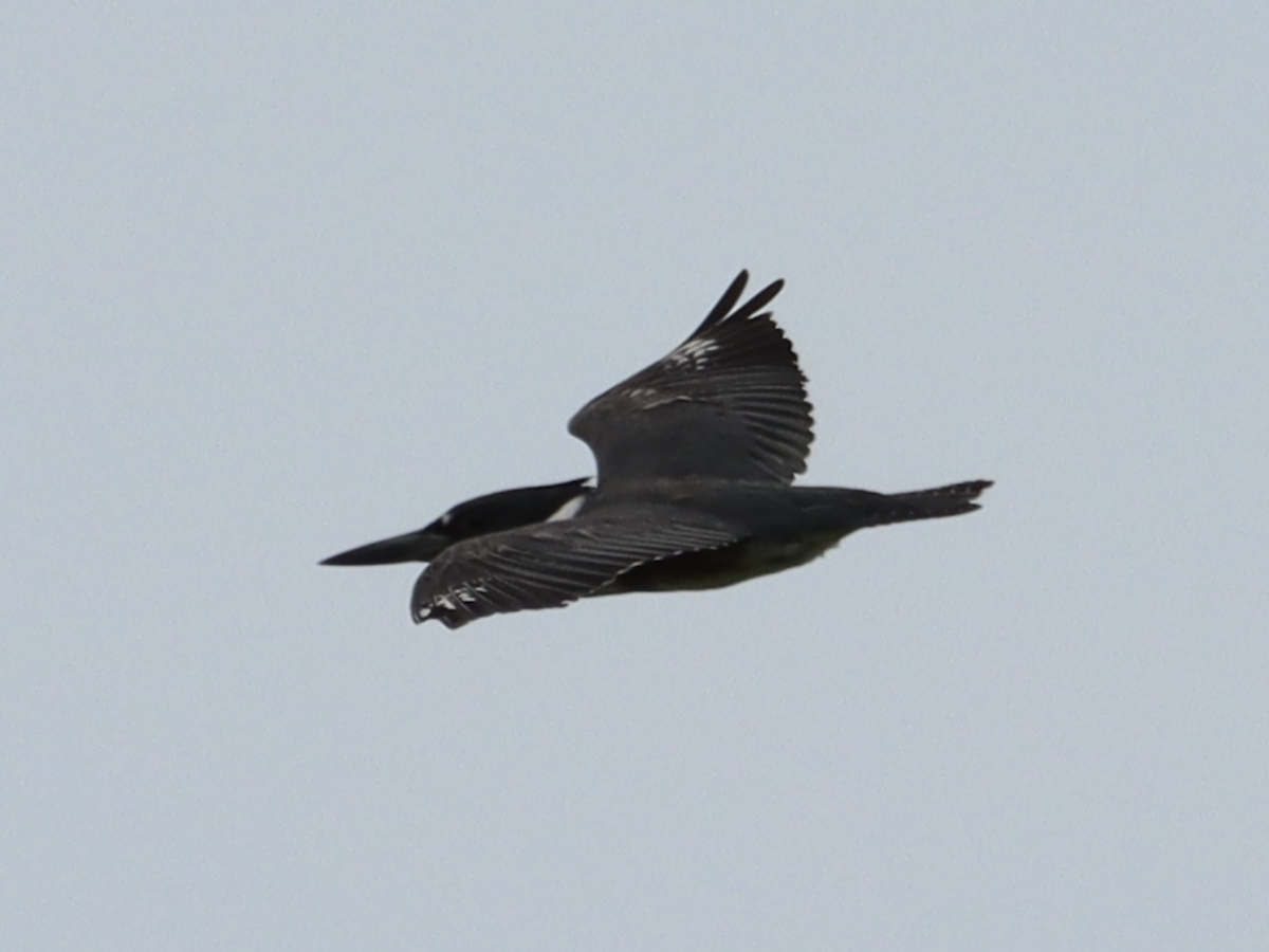 Belted Kingfisher - ML588243741