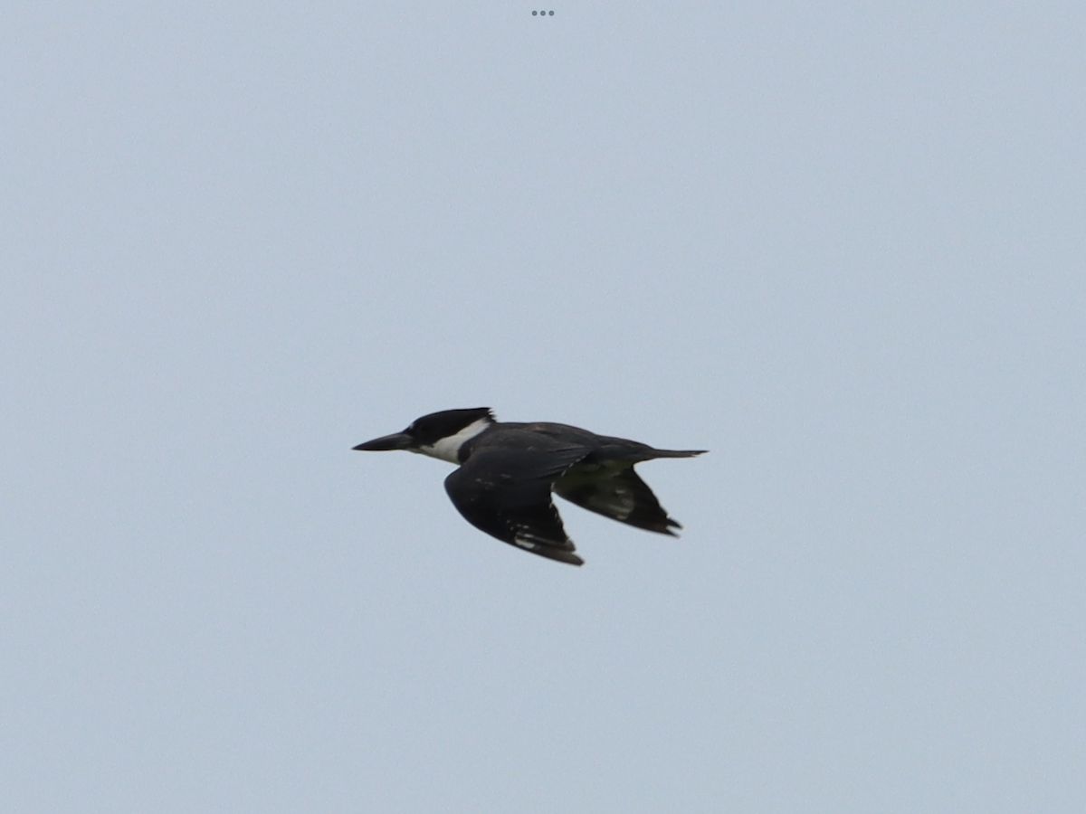Belted Kingfisher - ML588243751