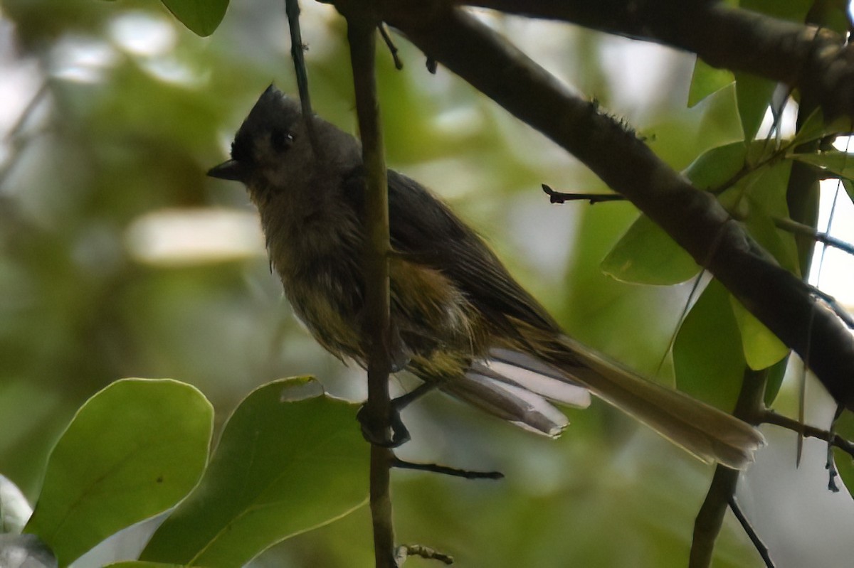 Tufted Titmouse - ML588244071