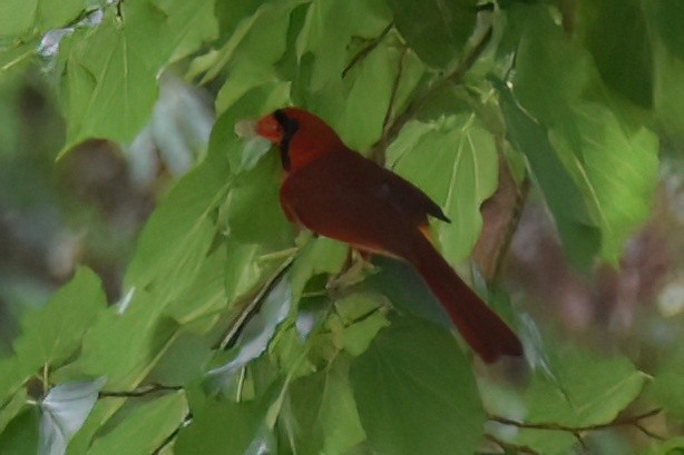 Northern Cardinal - ML588244101