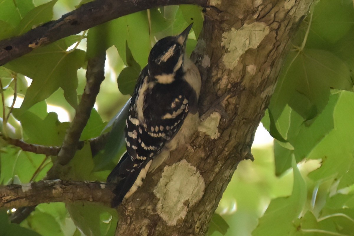 Downy Woodpecker - ML588244201