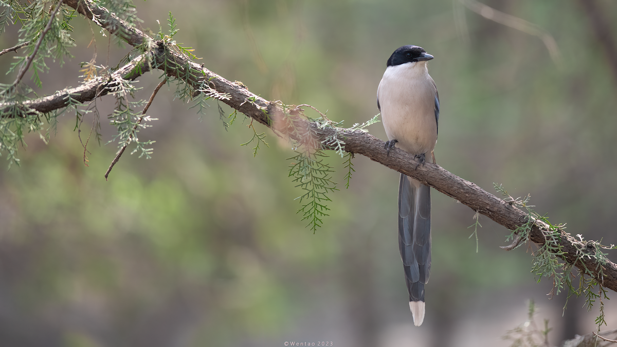 Azure-winged Magpie - Wentao Yang