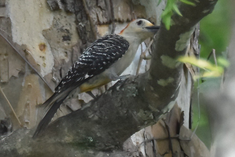 Red-bellied Woodpecker - Derek Hudgins